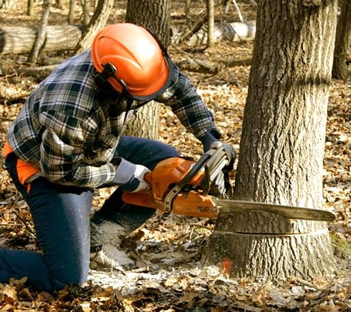 Tree Removal in Stanford, IL